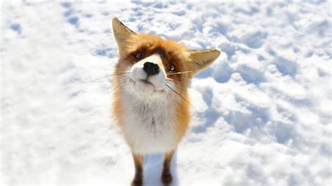 Fox On Snow Hd Wallpaper Wallpaper Flare