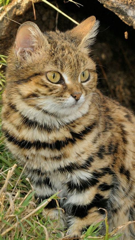 Black Footed Cat Discovered By Lieve Van Aarden Black Footed Cat