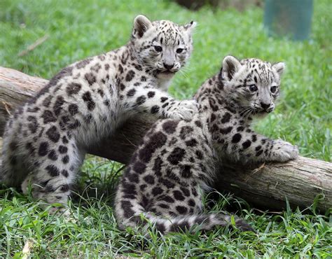 Two Baby Snow Leopards Unveiled At Cape May County Zoo Local News
