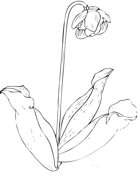 We have posted the names of the flowers and their photos, we hope this is very helpful for you, it is very useful for. Free Printable Flower Coloring Pages For Kids - Best ...