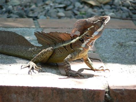 Jesus Lizard Facts And Pictures