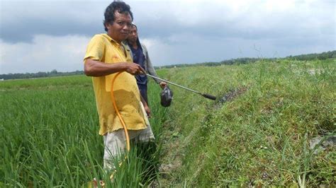 Cara bunuh tikus dalam kereta. Petani OKU Timur Sulap Gas Elpiji 3 Kg untuk Basmi Tikus ...