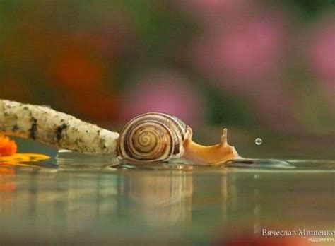 Fascinating Miniature World Of Snails Macro Photography By Vyacheslav