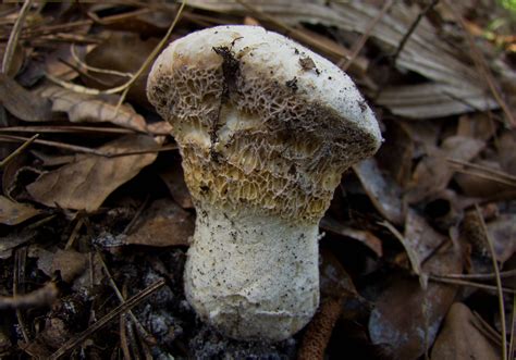 Stinky Bolete Mushroom Hunting And Identification