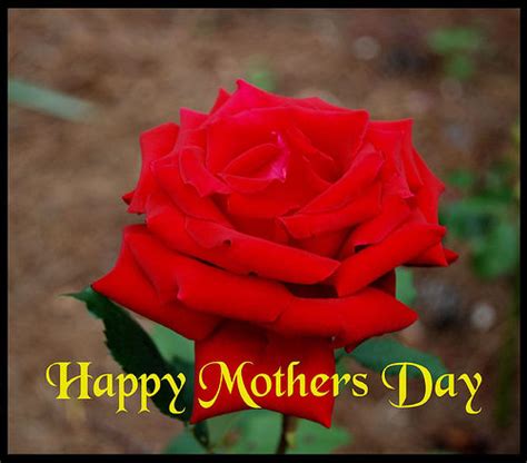 Happy Mothers Day Rose Pictures Photos And Images For Facebook