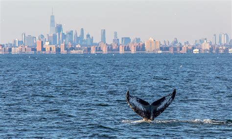 Whales Have Returned To The New York Harbor