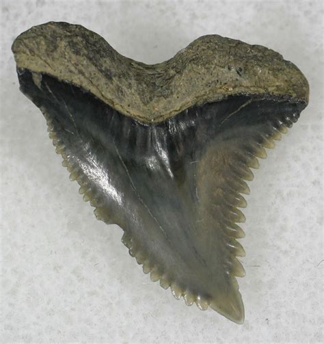 91 Hemipristis Shark Tooth Fossil Florida 21328 For Sale