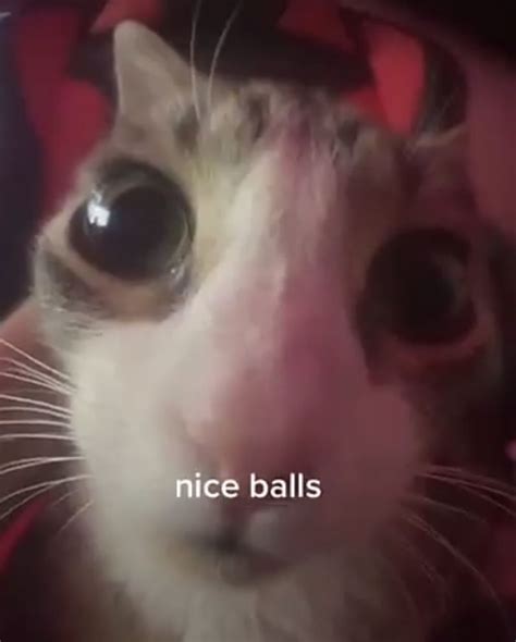 Cute Cat With Caption Nice Balls
