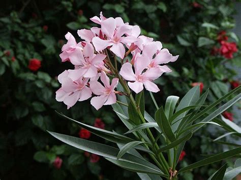 Nerium Oleander Cuidados De La Planta Y Su Cultivo