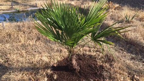 Planted 2 New Large Windmill Palm Trees Youtube