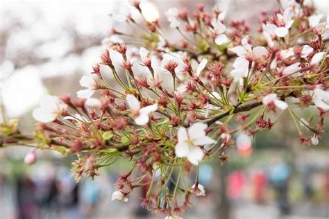 Dc Cherry Blossom Watch April 7 2019