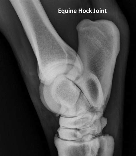 Michael Porter, Equine Veterinarian: Equine Hock Arthritis