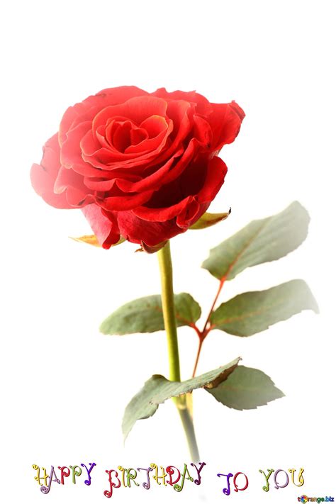 Plant in full sun or partial shade. Download free picture red rose flower happy birthday card ...