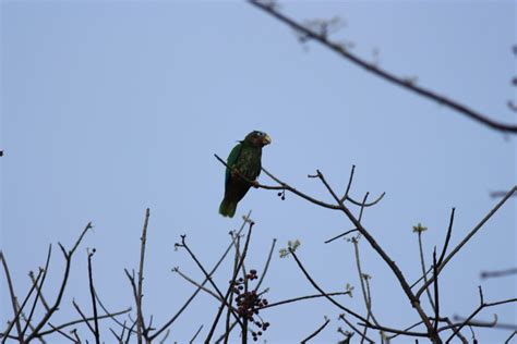 Yellow Billed Parrot Aka Jamaican Amazon Amazona Collaria Miles To