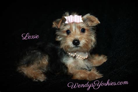 He is loving and playful. Female Teacup Yorkie Puppies For Sale in TX | Wendys Yorkies