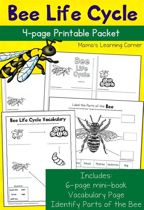 Free Bee Activity Printables Homemade Heather Free Bee Life Cycle