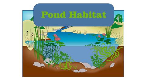 Pond Habitat Youtube