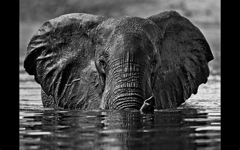 Celebrating Africas Elephants Africa Geographic