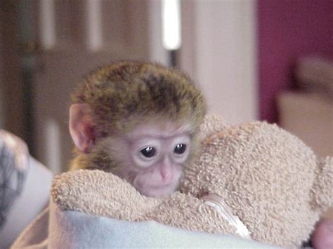 How Can I Adopt A Baby Monkey Hasma