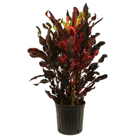 Delray Plants 8 34 In Croton Red Mammey In Pot 10crotonmammey The