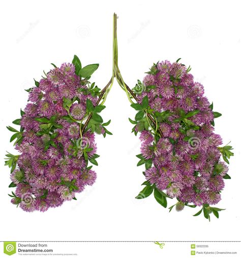 Download Healthy lungs stock image. Image of leaved, flower ...