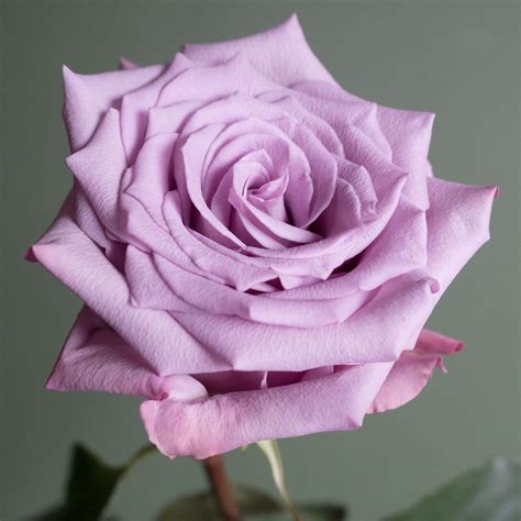 Popular Lavender Rose Varieties Flowerlink