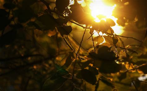 Wallpaper Sunlight Trees Leaves Sunset Nature Reflection Branch