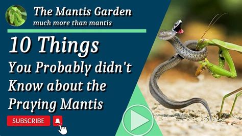 10 Things You Probably Didnt Know About Praying Mantis Fun Facts 10