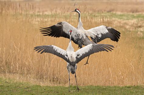 Naturfoto-Galerie | Kranich Naturfoto