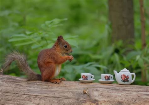 Forest Tree Trunk Squirrel Cup Tea Funny Wallpapers