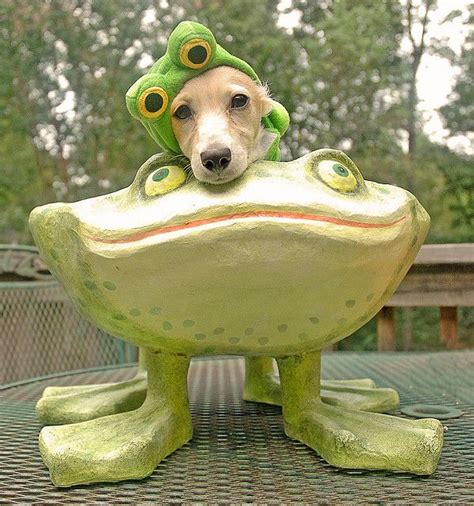 Return Of Frog Dog Likerepinshare Thanks Dog Costumes Funny Pet