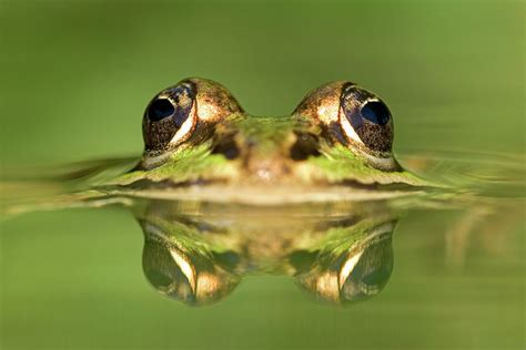 Edible Frog Rana Esculenta Photograph By Ingo Arndt