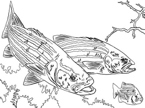 Download Bass - Free Coloring Pages