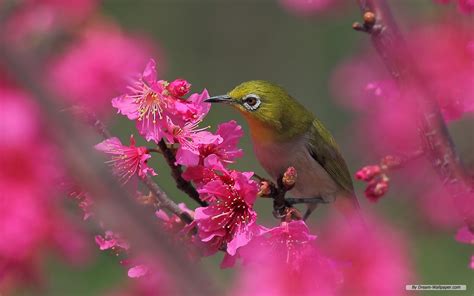 49 Bing Wallpapers And Screensavers Birds On