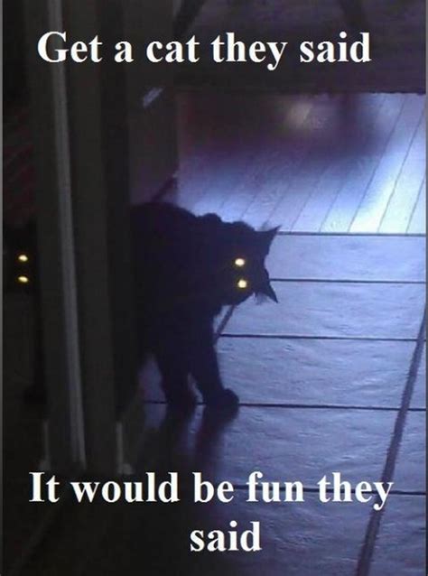 Get A Cat They Said Scary Cat Funny Pictures Funny Animals