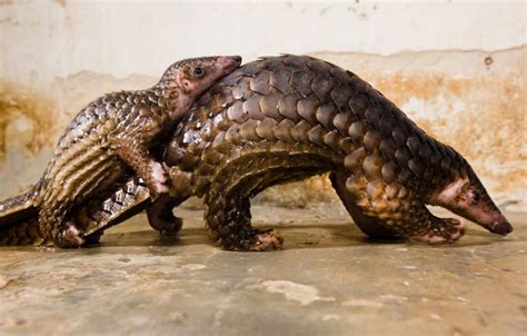 Demand for pangolin scales is mainly in china and vietnam where they are used to make medicine for variety of ailments. What's a pangolin? | Pangolin scales, Pangolin ...