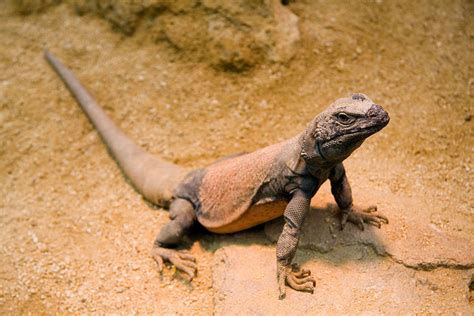 10 Pet Lizards That Dont Need To Eat Live Food Pethelpful