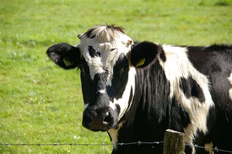 3008x2000 Animal Animal Photography Barbed Wire Blur Cattle