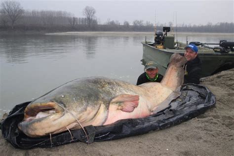 Angler Breaks Record After Landing A 129 Kg Giant Catfish That Is As