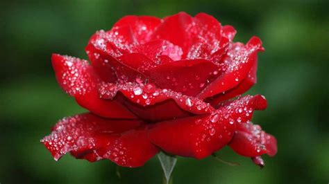 Our floral photography provides you with a diverse variety of flowers ranging from beautiful red roses to colorful tulips to graceful orchids. beautiful flower nature scenery wallpapers - Daisy flower ...