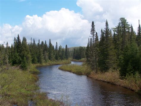 The Other Forest The Disappearing Boreal Ecosystem Greener Ideal