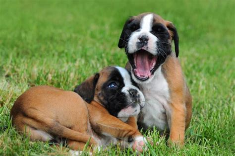 7 jungs und 1 mädchen. Deutscher Boxer Züchter