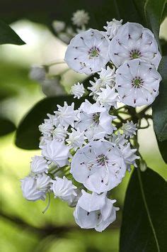 Photos of species and varieties (2). (Gratuit) Ceanothus X Burkwoodii | Best PhotoPnG