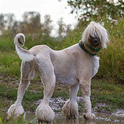 The afghan hound is a truly ancient breed, older than written history itself. Get to Know the Afghan Hound: Exotic and Elegant Hunter