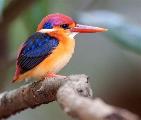 Oriental Dwarf Kingfisher Kingfisher Pet Birds Beautiful Birds