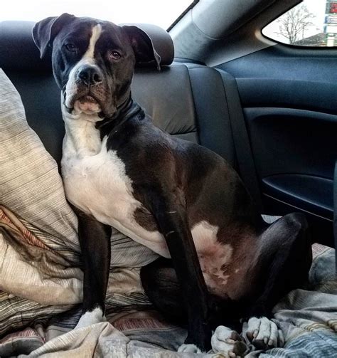 Pitbull Great Dane Mix Die Treue Hunderasse Die Gut Als Familienhund ⋆ American Bully Daily