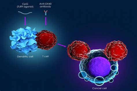 Understanding Immunotherapy How Immunotherapy Is Used To Treat Cancer