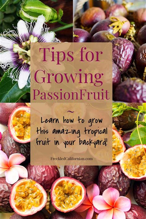 Grow Your Own Passionfruit ~ My 5 Best Tips ~ Freckled Californian ~ A