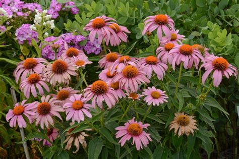 Sage is resistant to deer nibbles. Deer-Resistant Perennials | HGTV