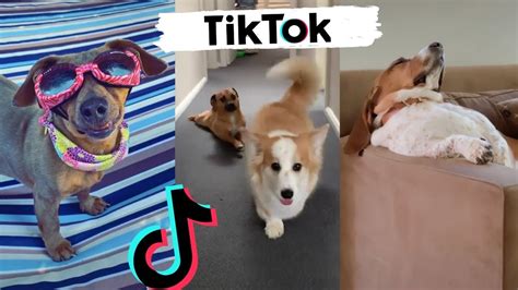 Awesome Dogs Of Tiktok Cute And Funny Puppies Tik Tok 2020 Dog News 411